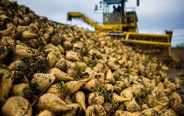 На Кубани разработают краевую программу развития семеноводства сахарной свеклы